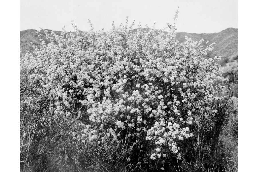 Ceanothus crassifolius image