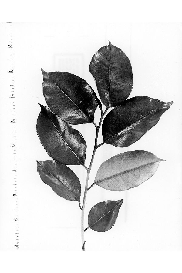 Chrysophyllum oliviforme image