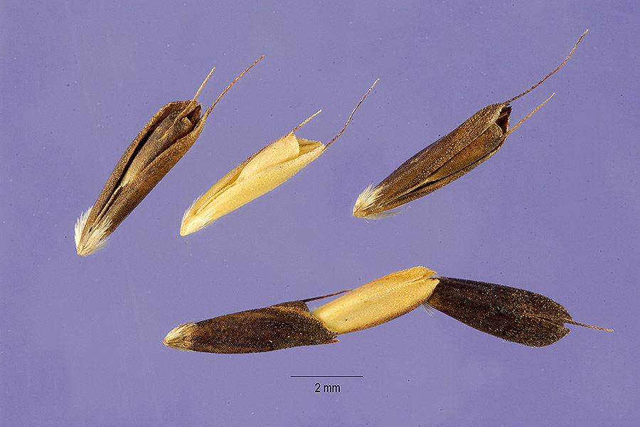 Chloris ventricosa image