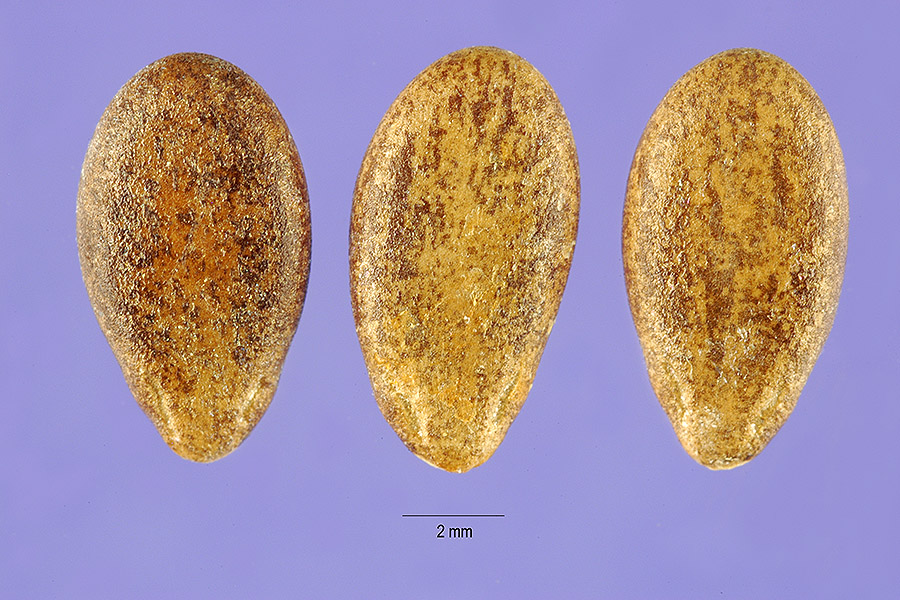 Citrullus colocynthis image