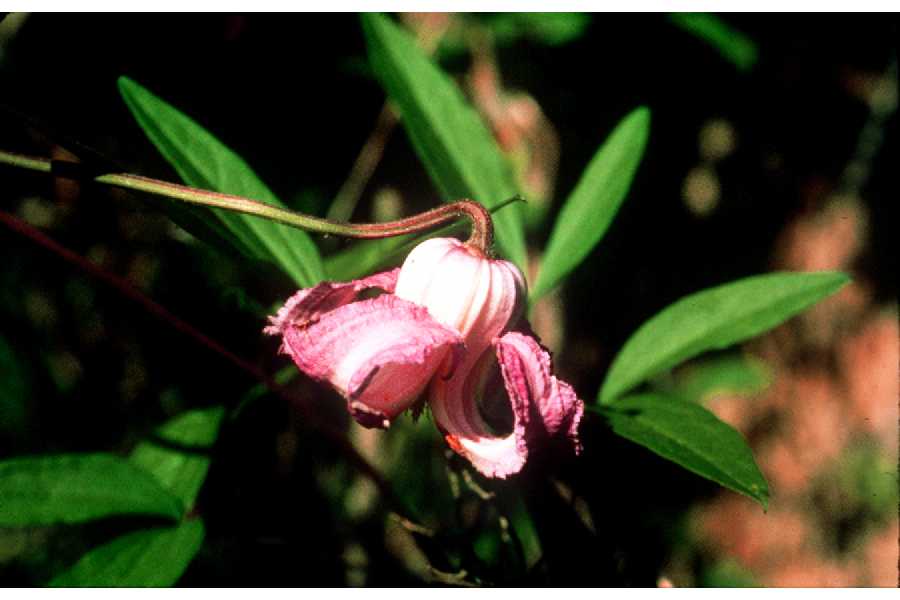 Coriflora crispa image