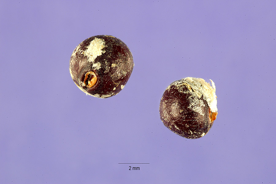 Clitoria falcata image