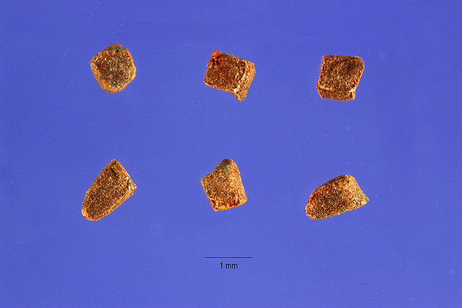 Corchorus aestuans image