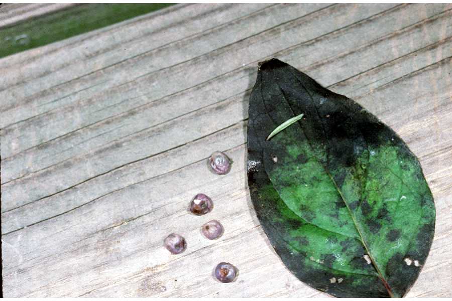 Cornus amomum image