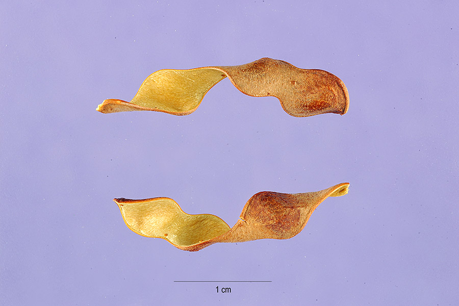 Coursetia axillaris image