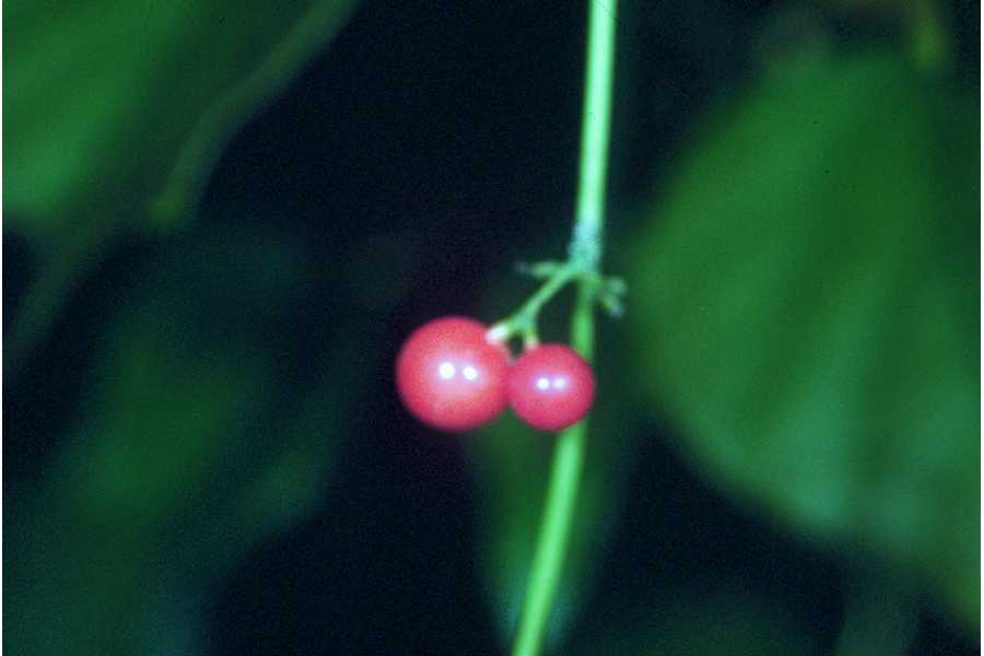 Nephroia carolina image