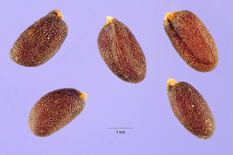 Conringia orientalis image