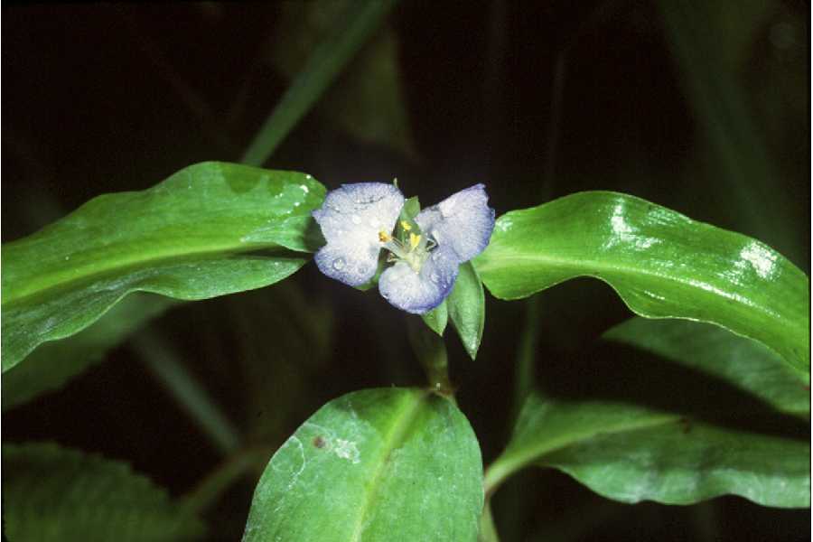 Commelina deficiens image