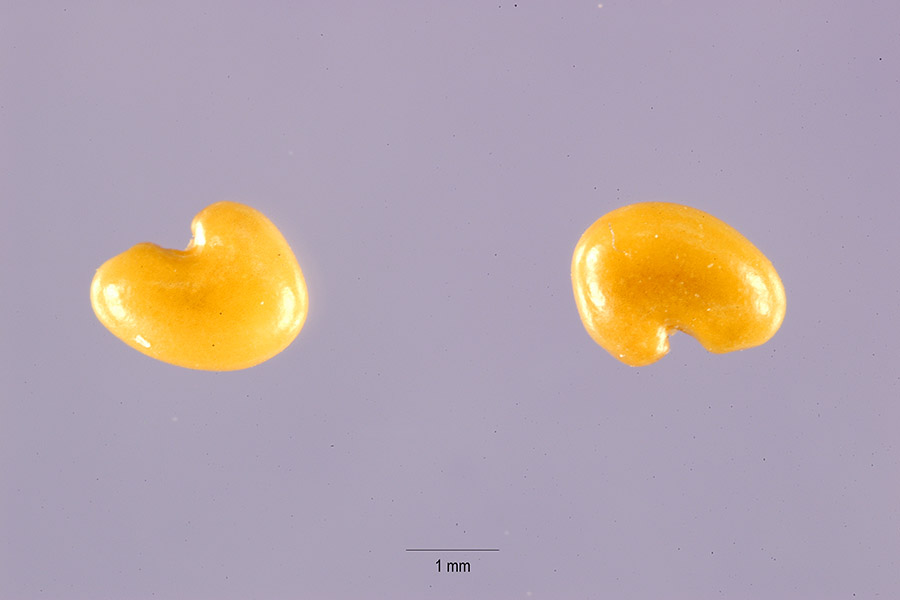 Crotalaria stipularia image