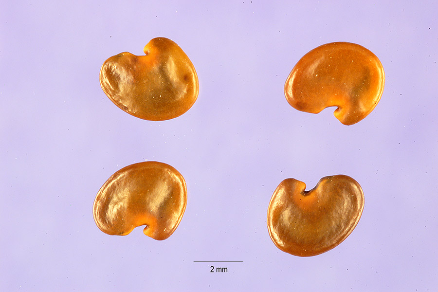 Crotalaria vitellina image