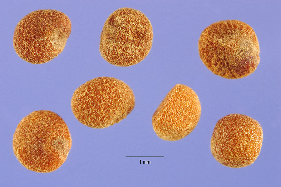 Cuscuta decora image