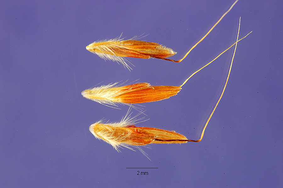 Cymbopogon citratus image