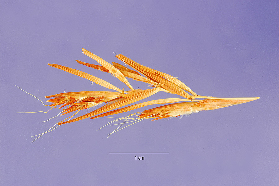 Cymbopogon citratus image