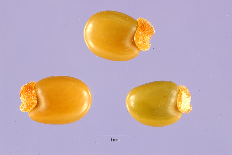 Cytisus multiflorus image