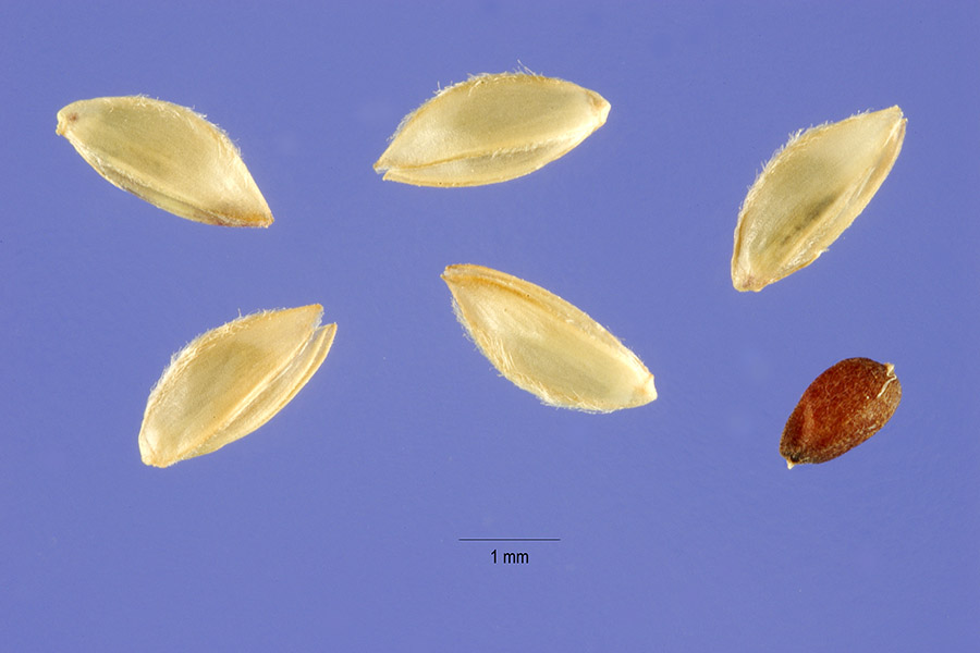 Cynodon plectostachyus image