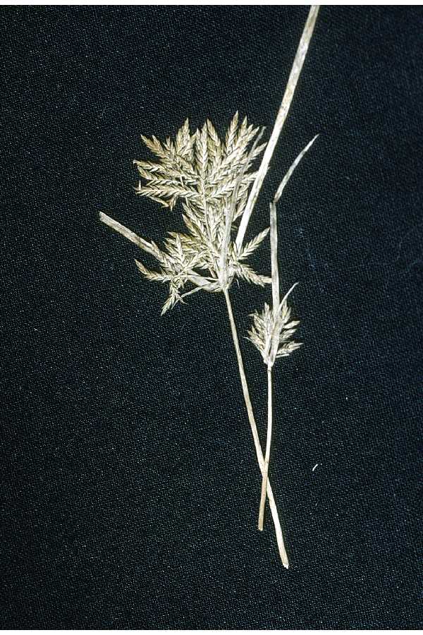 Cyperus polystachyos image