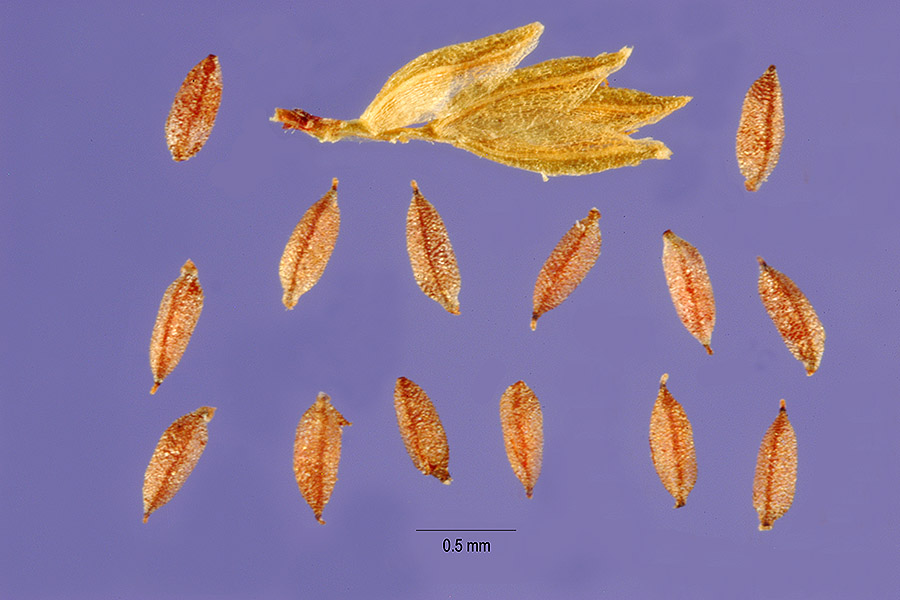 Cyperus surinamensis image