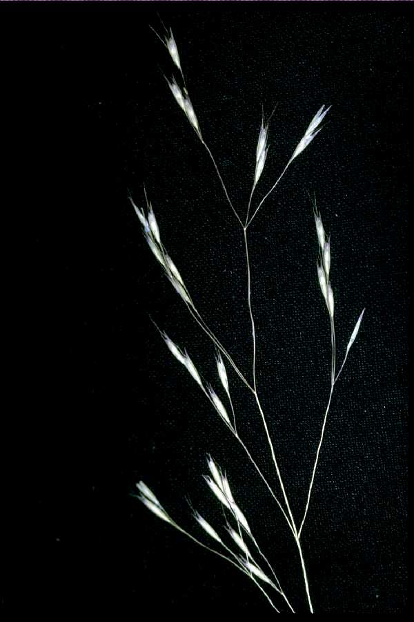 Deschampsia danthonioides image