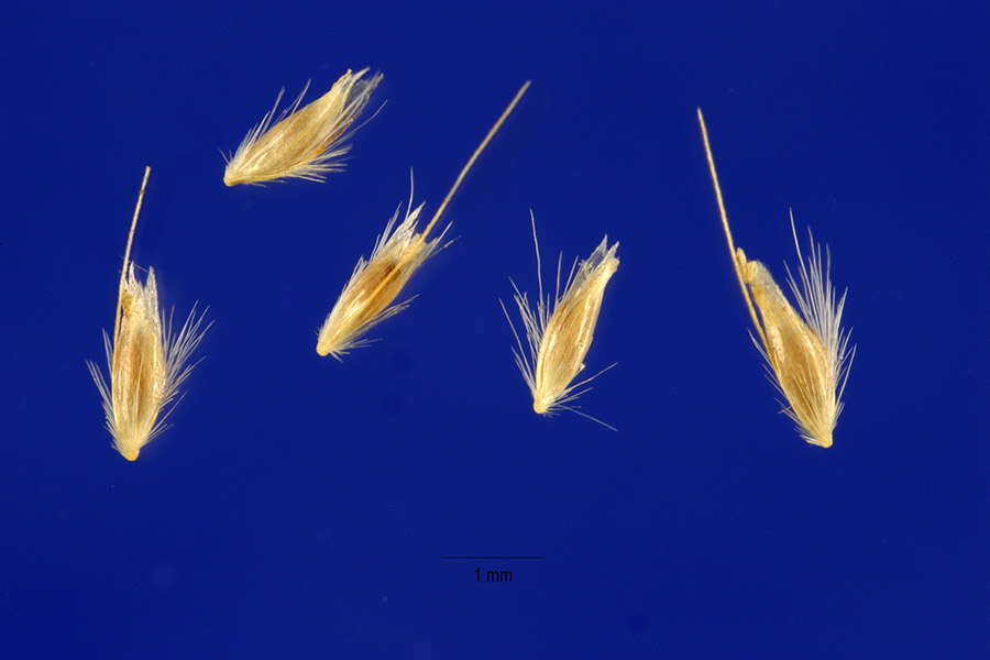 Deschampsia elongata image