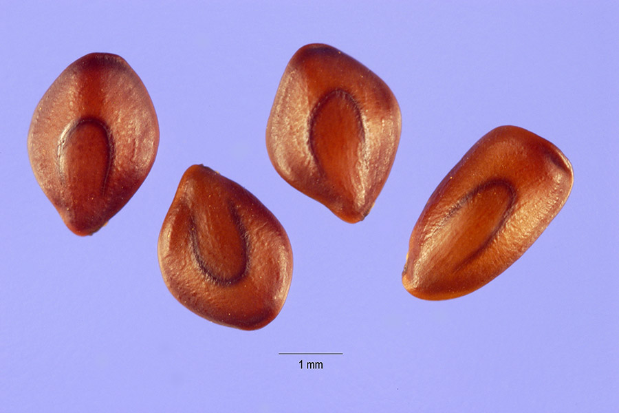 Desmanthus virgatus image