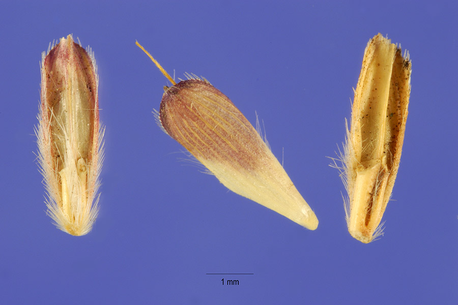 Dichanthium aristatum image