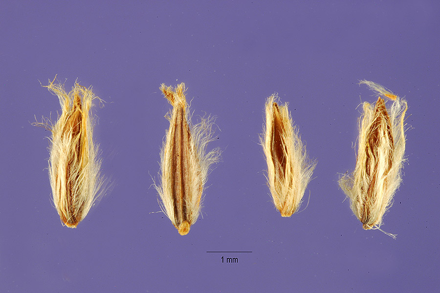 Digitaria eriantha image