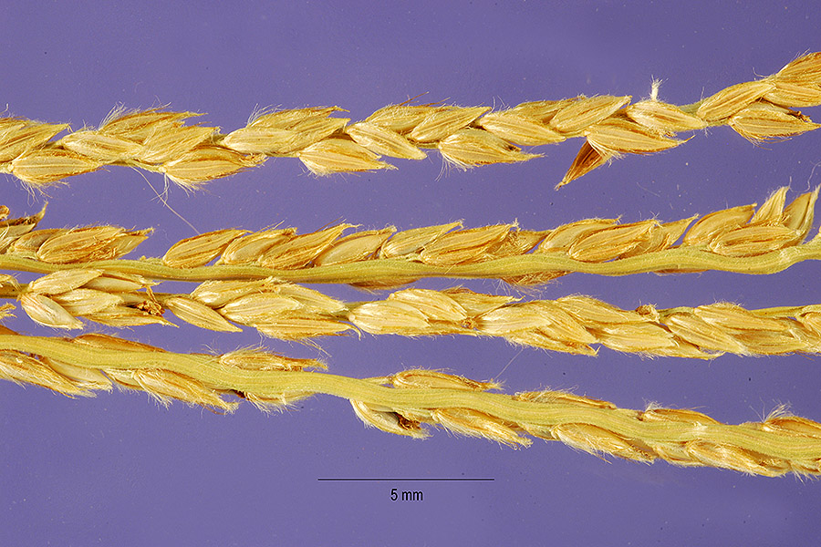 Digitaria eriantha image