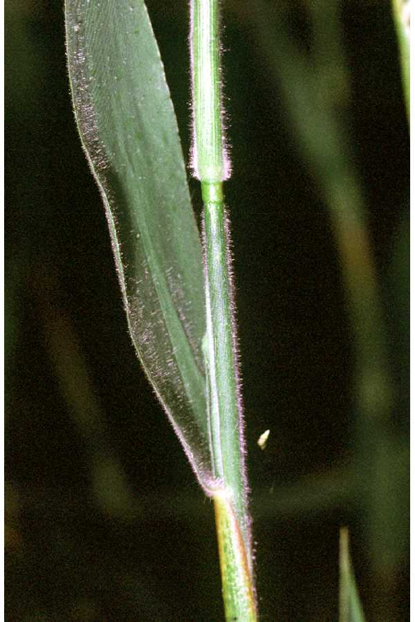 Dichanthelium scoparium image