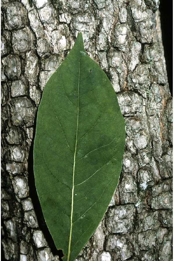 persimmon tree leaves