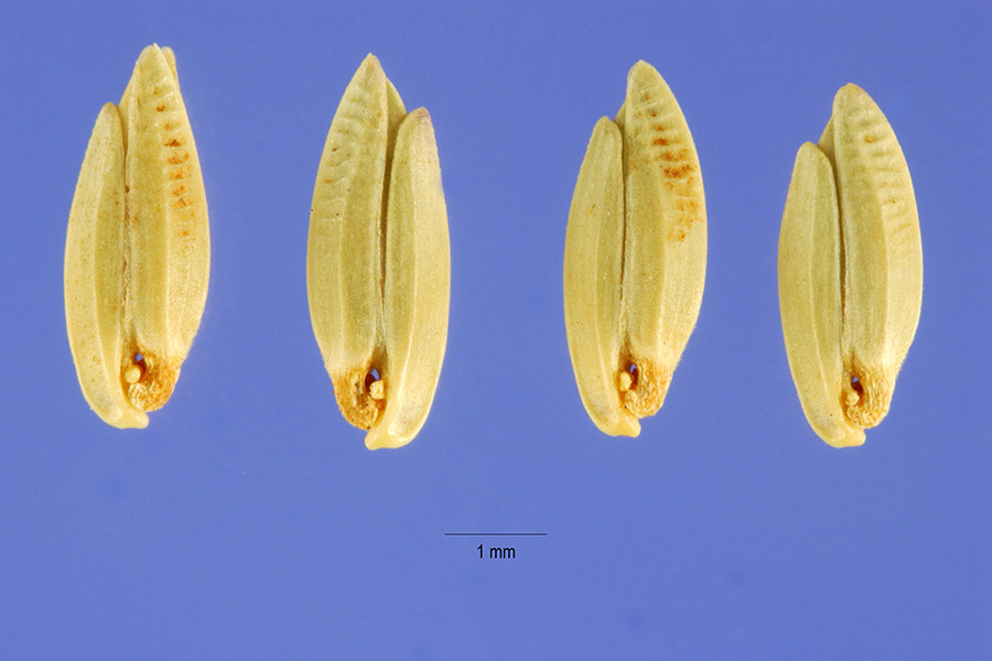 Ehrharta erecta image