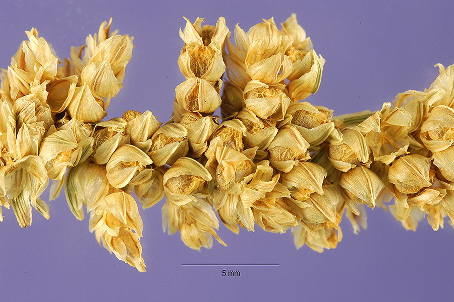 Eleusine coracana image