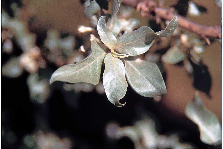 Elaeagnus commutata image