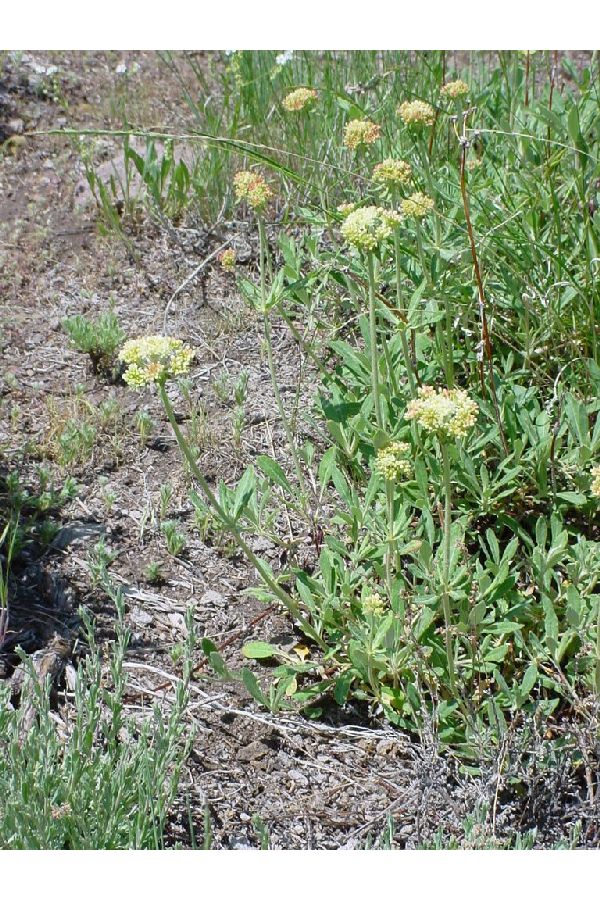 Eriogonum heracleoides image