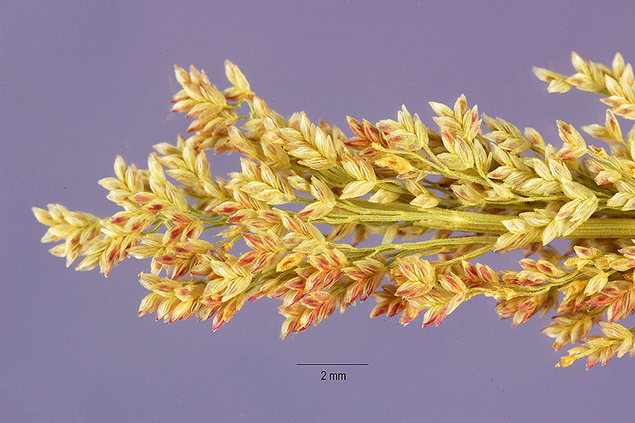 Eragrostis japonica image