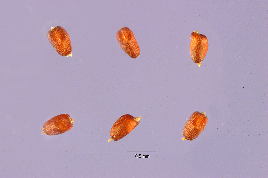 Eragrostis lugens image