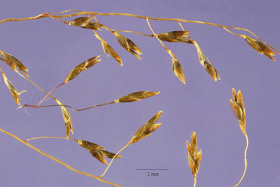 Eragrostis lugens image