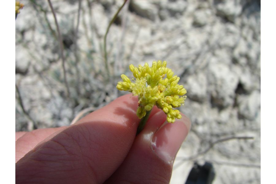 Eriogonum ochrocephalum image