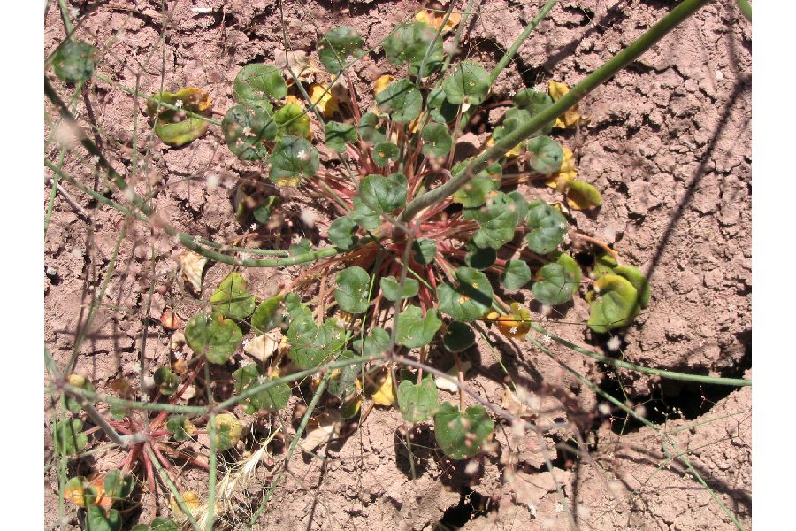 Eriogonum subreniforme image