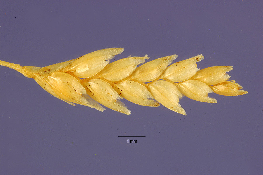 Eragrostis tef image