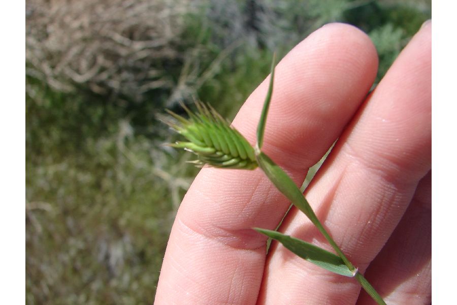 Eremopyrum triticeum image