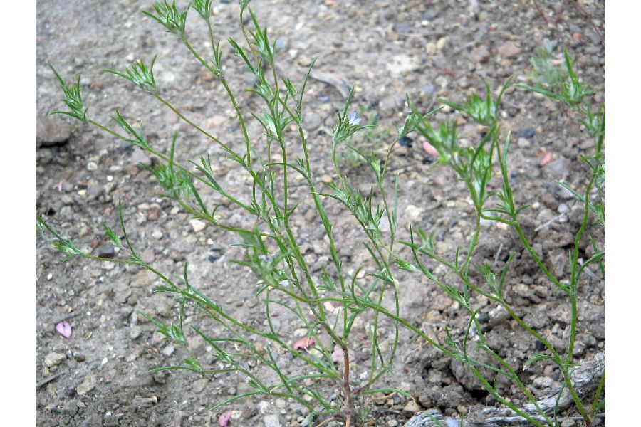 Eriastrum wilcoxii image