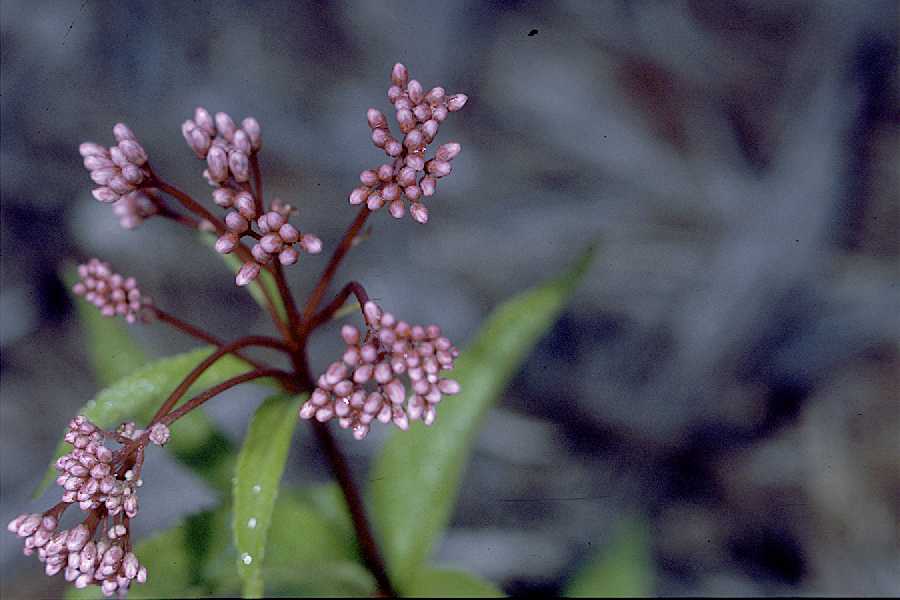 Eupatoriadelphus maculatus image