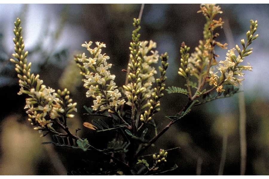 Eysenhardtia texana image