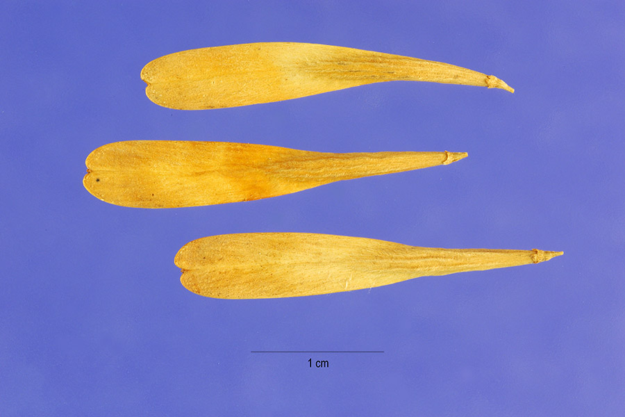 Fraxinus toumeyi image