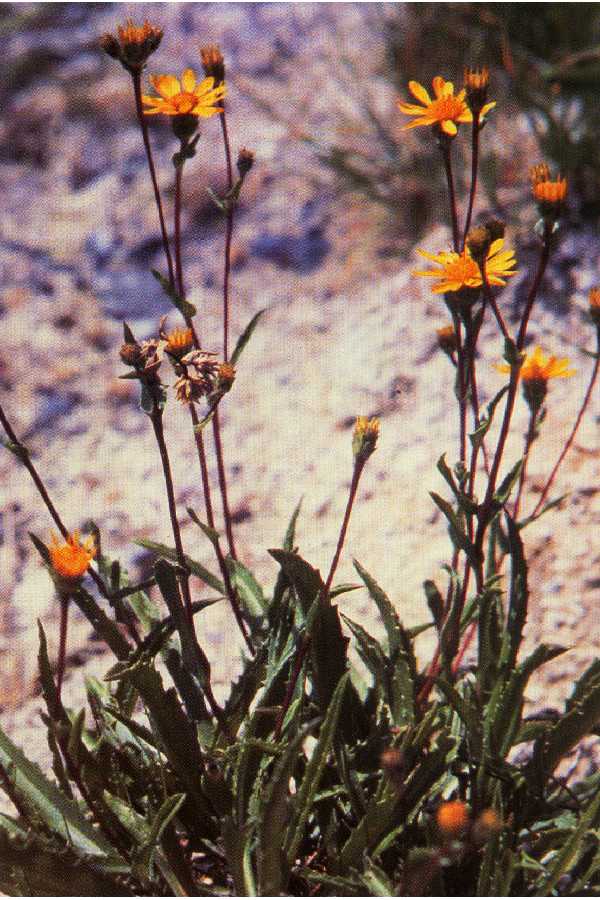 Pyrrocoma lanceolata image