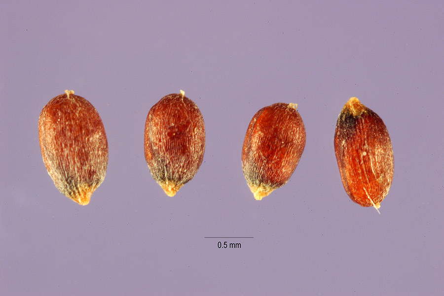 Crypsis schoenoides image