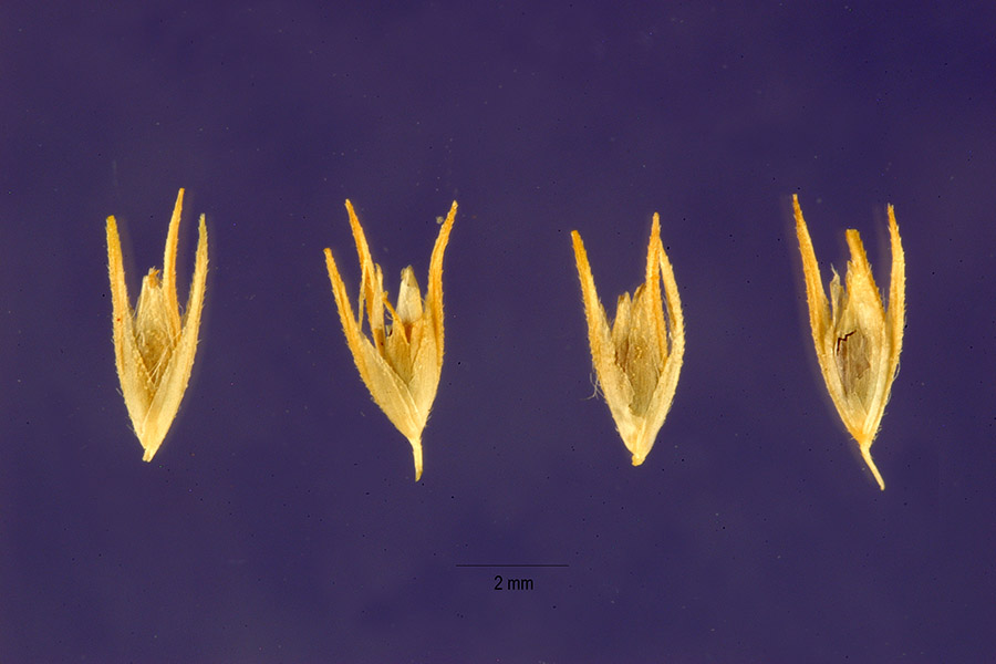 Crypsis schoenoides image