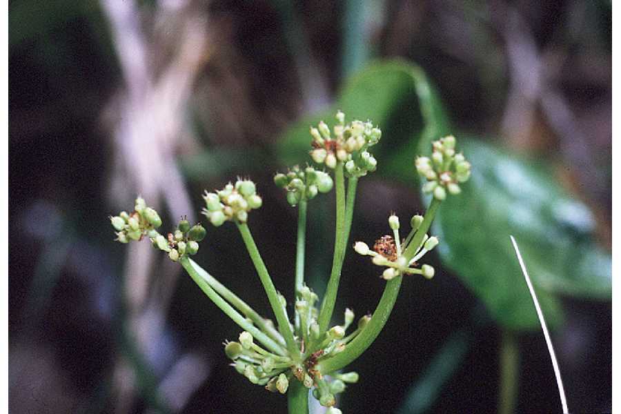 Hydrocotyle bonariensis image