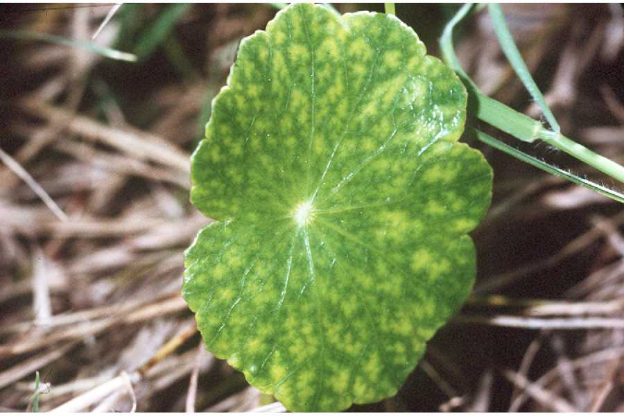 Hydrocotyle bonariensis image