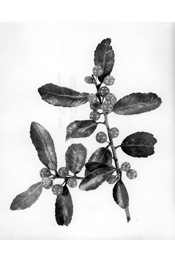 Ilex vomitoria image